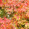 Acer palmatum - Heptalobum
