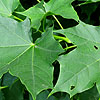 Acer  platanoides - 2nd Image