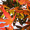 Acer palmatum - Red Shadow - 2nd Image