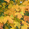 Acer saccharum