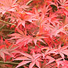 Acer palmatum - Shojo-Shidare