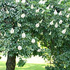 Aesculus californica - 2nd Image