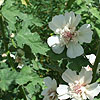 Alcea x althaea - Parkallee