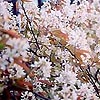 Amelanchier lamarckii - Snowy Mespilus - 2nd Image