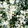 Amomyrtus luma