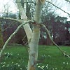 Betula utilis - jaquemontii - Paper Bark Birch - 2nd Image