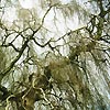 Betula pendula - Youngii - Weeping Birch - 2nd Image