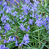 Hyacinthoides non-scripta - Bluebell