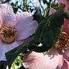 Camellia X williamsii - J.C.Williams