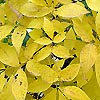 Carya glabra - Pignut Hickory - 2nd Image