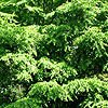 Cercidiphyllum japonicum - miquelianum