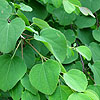 Cercidiphyllum japonicum - miquelianum - 2nd Image
