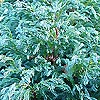 Chamaecyparis pisifera - Boulevard - Sawara cypress - 2nd Image