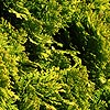 Chamaecyparis lawsoniana - Minima Aurea - 2nd Image