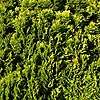 Chamaecyparis lawsoniana - Minima Aurea