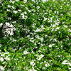 Chionanthus retusus - 2nd Image