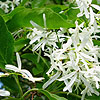 Chionanthus retusus