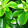 Choisya ternata - Mexican Orange Blossom - 2nd Image