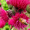 Cirsium rivulare - Atropurpureum - 2nd Image