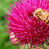 Cirsium rivulare - Atropurpureum - 3rd Image