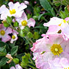 Cistus - Greyswood Pink - 2nd Image