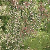 Colletia infausta