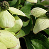 Cornus kousa - chinensis - Dogwood - 2nd Image