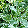 Cornus alba - Elegantissima