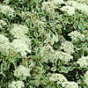 Cornus alternifolia - Argentea