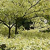 Silver+variegated+dogwood+shrub