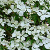 Cornus rutgersiensis - Aurora