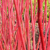 Silver+variegated+dogwood+shrub