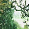 Corylus avellana - Contorta - Corkscrew Hazel - 2nd Image