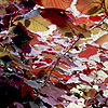 Corylus maxima - Purpurea - Purple leaved Hazel - 2nd Image