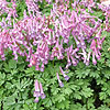 Corydalis solida - 2nd Image