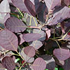 Cotinus coggygria