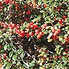 Cotoneaster - Coral Beauty - 3rd Image