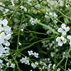 Crambe cordifolia - Sea Kale - 2nd Image