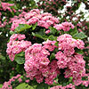 Crataegus laevigata - Rosea Flore Pleno