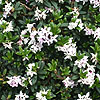 daphne plant pictures