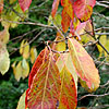 Diospyros virginiana - Persimmon - 3rd Image
