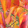 Diospyros virginiana - Persimmon - 2nd Image