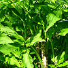 Dracunculus vulgaris