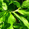 Dracunculus vulgaris - 2nd Image