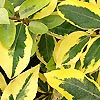 Elaeagnus ebbingei - Guilt Edge - Oleaster