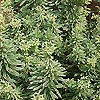 Euphorbia characias - Silver White Swan