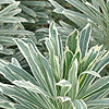 Euphorbia characias - Silver White Swan - 2nd Image