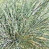 Festuca glauca - Elijah Blue - 2nd Image