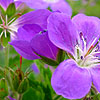 Geranium - Orion - 2nd Image