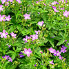 Geranium - Orion - 3rd Image